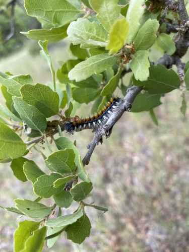 iNaturalist observation photo of Pacific Tent Caterpillar