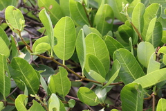 Gymnanthera oblonga