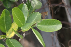 Gymnanthera oblonga