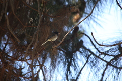 Junco hyemalis pinosus