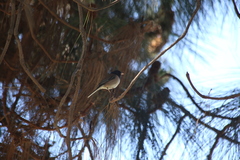 Junco hyemalis pinosus