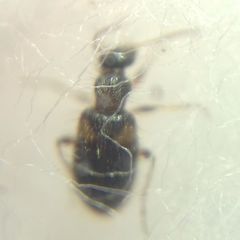 Hirticomus hispidus