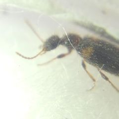 Hirticomus hispidus