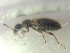 Hirticomus hispidus