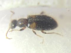 Hirticomus hispidus
