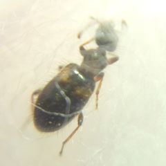 Hirticomus hispidus