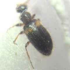 Hirticomus hispidus