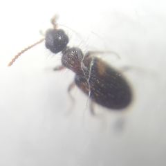 Hirticomus hispidus