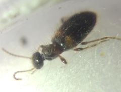 Hirticomus hispidus
