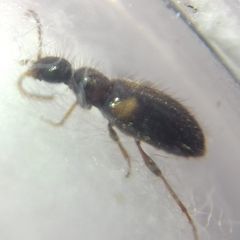 Hirticomus hispidus