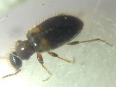 Hirticomus hispidus