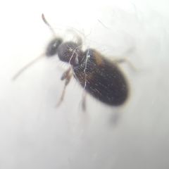 Hirticomus hispidus