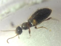 Hirticomus hispidus