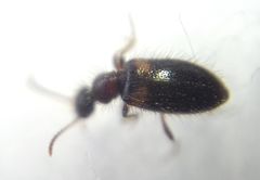 Hirticomus hispidus