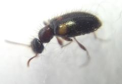 Hirticomus hispidus