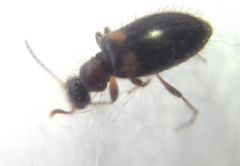 Hirticomus hispidus