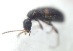 Hirticomus hispidus