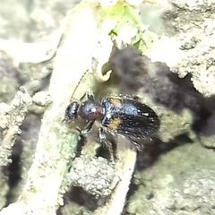 Hirticomus hispidus