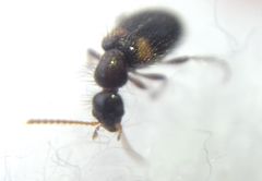 Hirticomus hispidus
