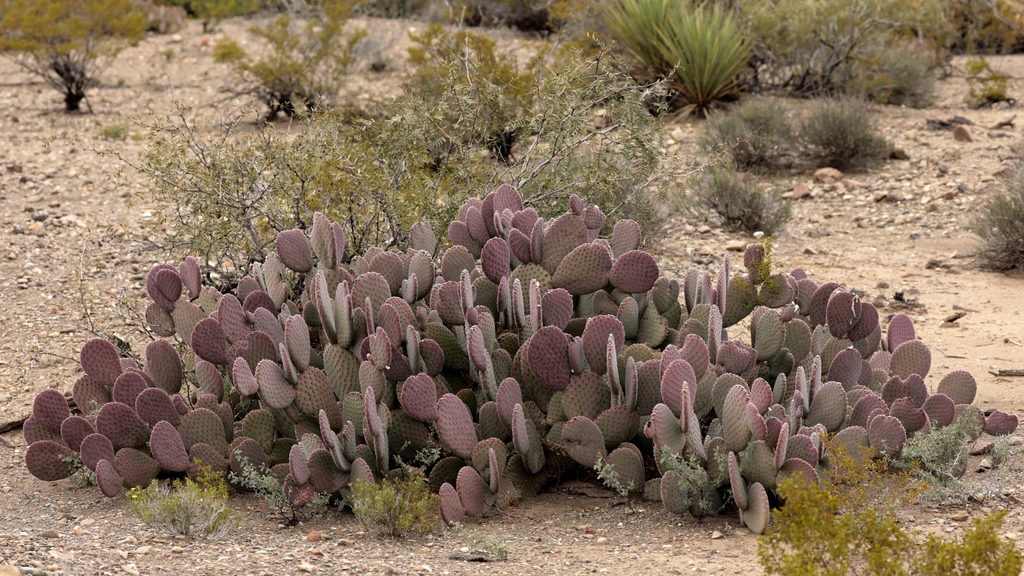 Bunny ear cactus pads showing glochid clusters