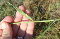 Dactyloctenium giganteum image