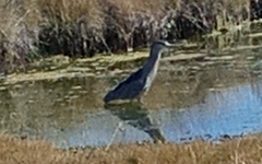 Nycticorax nycticorax
