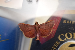 Hypsopygia pelasgalis