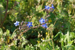 Anchusa stylosa