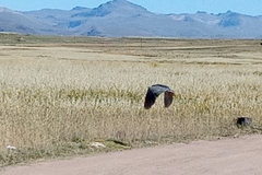 Nycticorax nycticorax