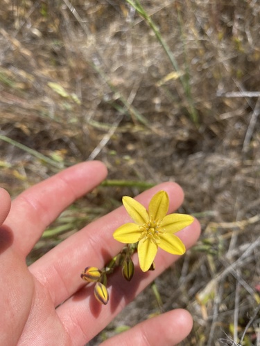 iNaturalist observation photo of golden brodiaea
