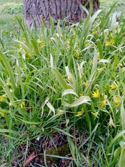 Gagea lutea