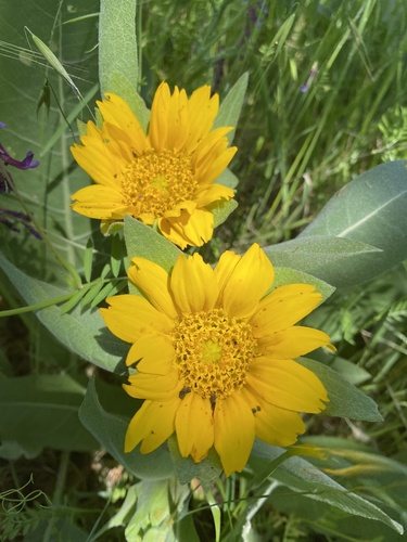 iNaturalist observation photo of mule's ears