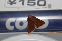 Hypsopygia pelasgalis