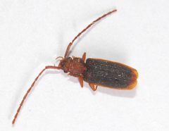 Uleiota dubia