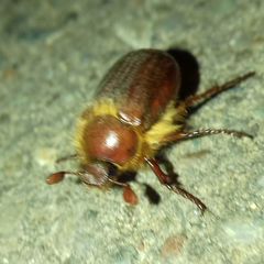 Scarabaeidae