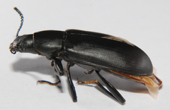 Alobates pensylvanicus