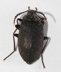 Penthe pimelia