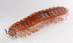 Pseudopolydesmus erasus