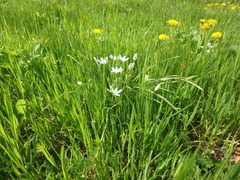 Ornithogalum woronowii