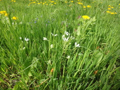 Ornithogalum woronowii