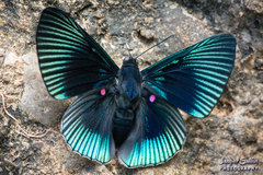 Lyropteryx apollonia