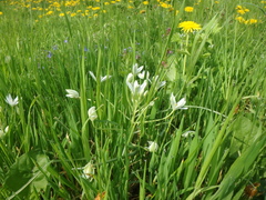 Ornithogalum woronowii