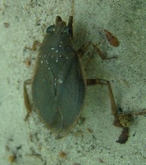 Belostoma testaceum