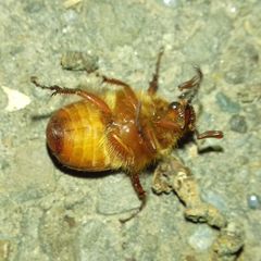 Scarabaeidae