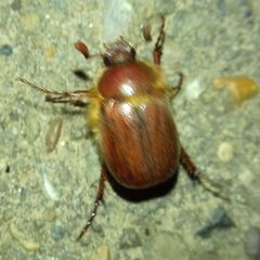 Scarabaeidae