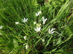 Ornithogalum woronowii
