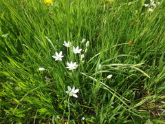 Ornithogalum woronowii