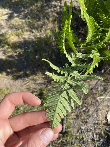 iNaturalist observation photo of Ferns