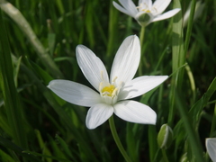 Ornithogalum woronowii