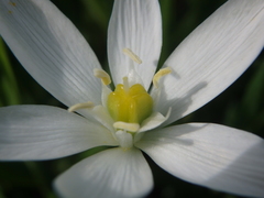Ornithogalum woronowii